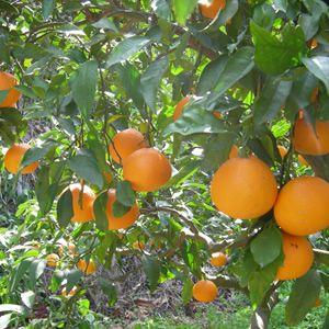清見オレンジ4kg |  | 04