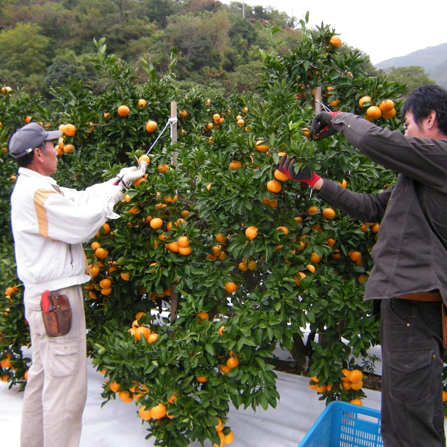 清見オレンジ8kg : 完熟屋 BEEFRIENDSHIP - 通販 - Yahoo 清見オレンジ8kg : 完熟屋 BEEFRIENDSHIP - 通販 - Yahoo