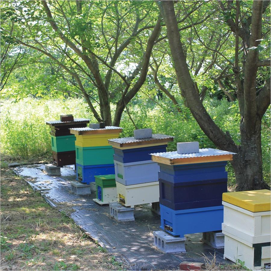コームハニー (巣蜜) 80g 1袋 : 完熟屋 BEEFRIENDSHIP - 通販