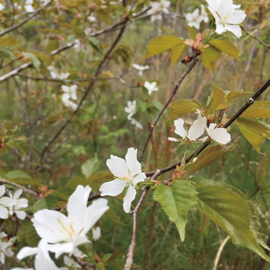 桜の花はちみつ330g×12本 (3.96ｋｇ)の画像