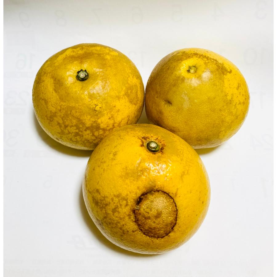 高知宿毛産】「訳あり」土佐文旦10kg3L : ハッピーかんきつ市場