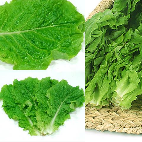 冷]サンチュ 1箱(100枚) 日本産 大量 野菜 焼肉 レタス 韓国市場 爆買