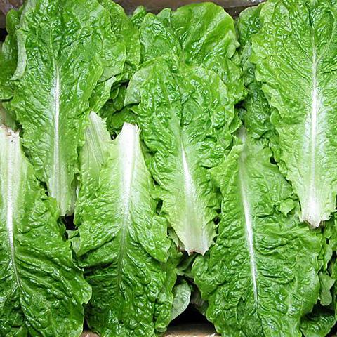 冷]サンチュ 1箱(100枚) 日本産 大量 野菜 焼肉 レタス 韓国市場 爆買