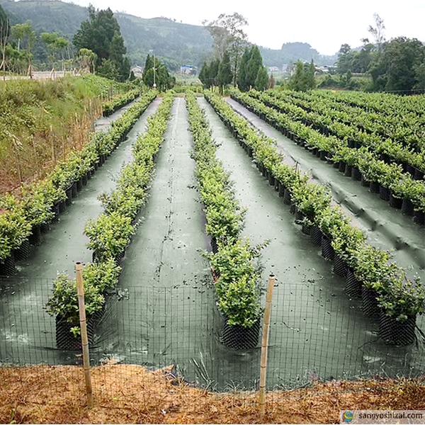 【新品】本格ポリエステル不織布 防草シート(グリーン)　巾1m×50m 新品】本格ポリエステル不織布 防草シート(グリーン) 巾1m×50m