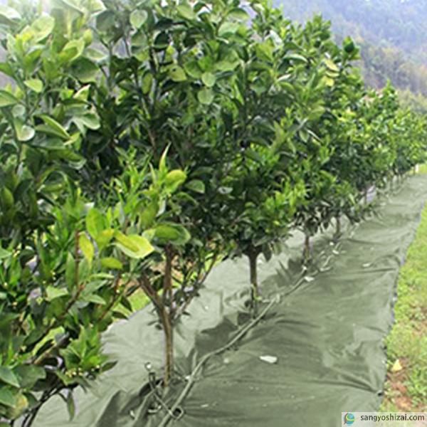 未使用品 業務用 防草シート ダークグリーン100m 線なしデザイン