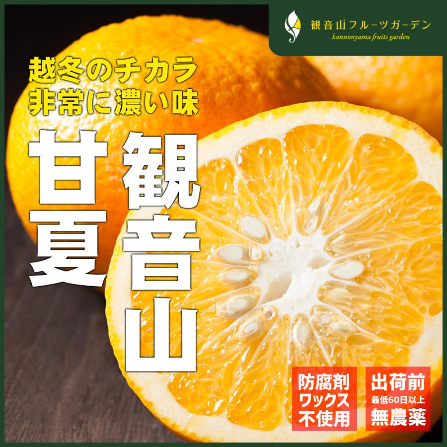 甘夏 和歌山 観音山 A級品 甘酸っぱい夏 7kg 観音山フルーツガーデン 送料無料
