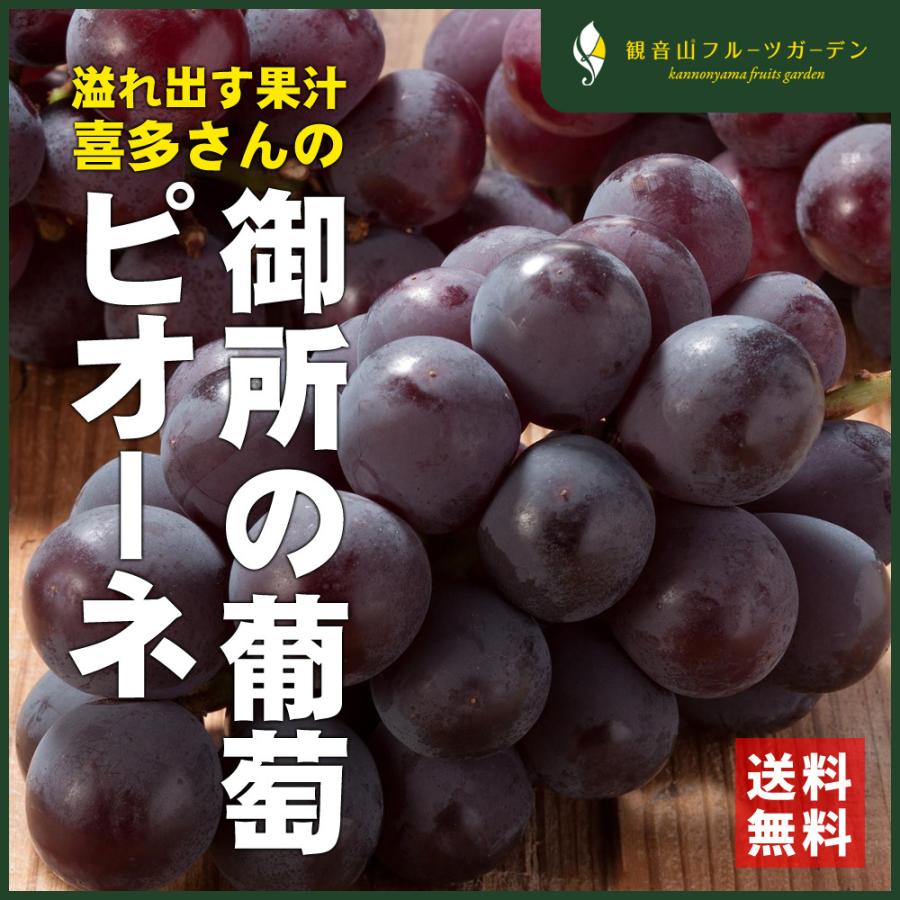 葡萄 ピオーネ 苗木 木質化しつつある苗 種無しとバイオレットキングの2種