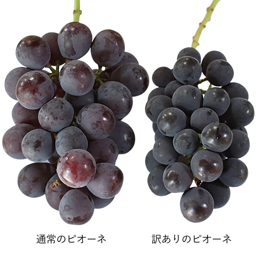 ピオーネ 御所の種無しぶどう 訳ありB級 3房 和歌山 観音山