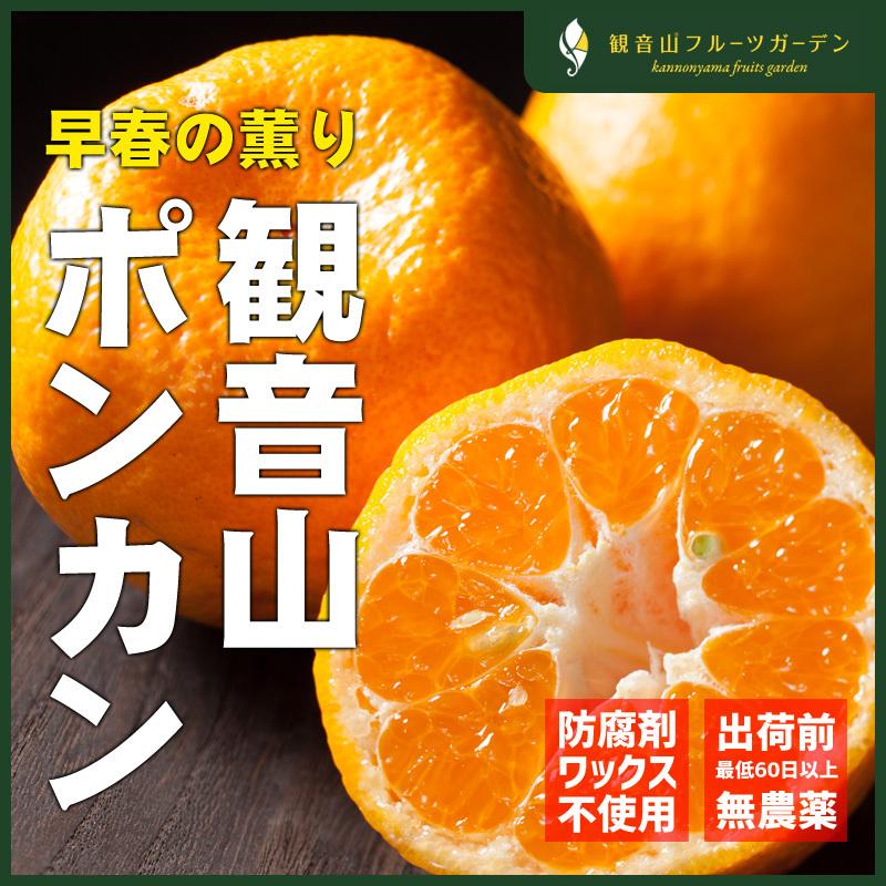 ポンカン 和歌山 観音山 早春の薫り A級品 7kg 観音山フルーツガーデン 送料無料