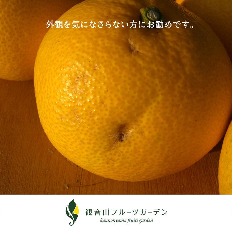 安値 はっさく 紀州のおぼろ月 3kg 訳ありB級品 観音山フルーツガーデン smartpreventie.nl 安値 はっさく 紀州のおぼろ月 3kg 訳ありB級品 観音山フルーツガーデン smartpreventie.nl