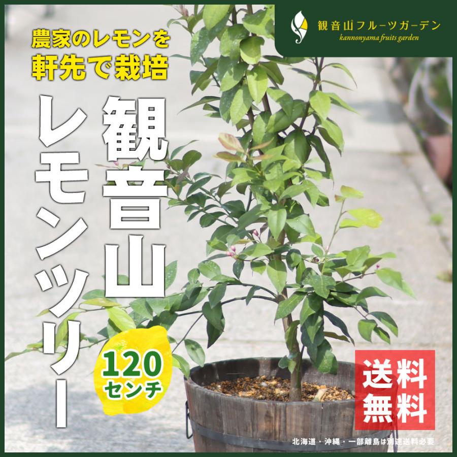 観音山レモンツリー 120cmサイズ 木製鉢入りレモンの樹 観音山フルーツガーデン 送料無料 包装不可