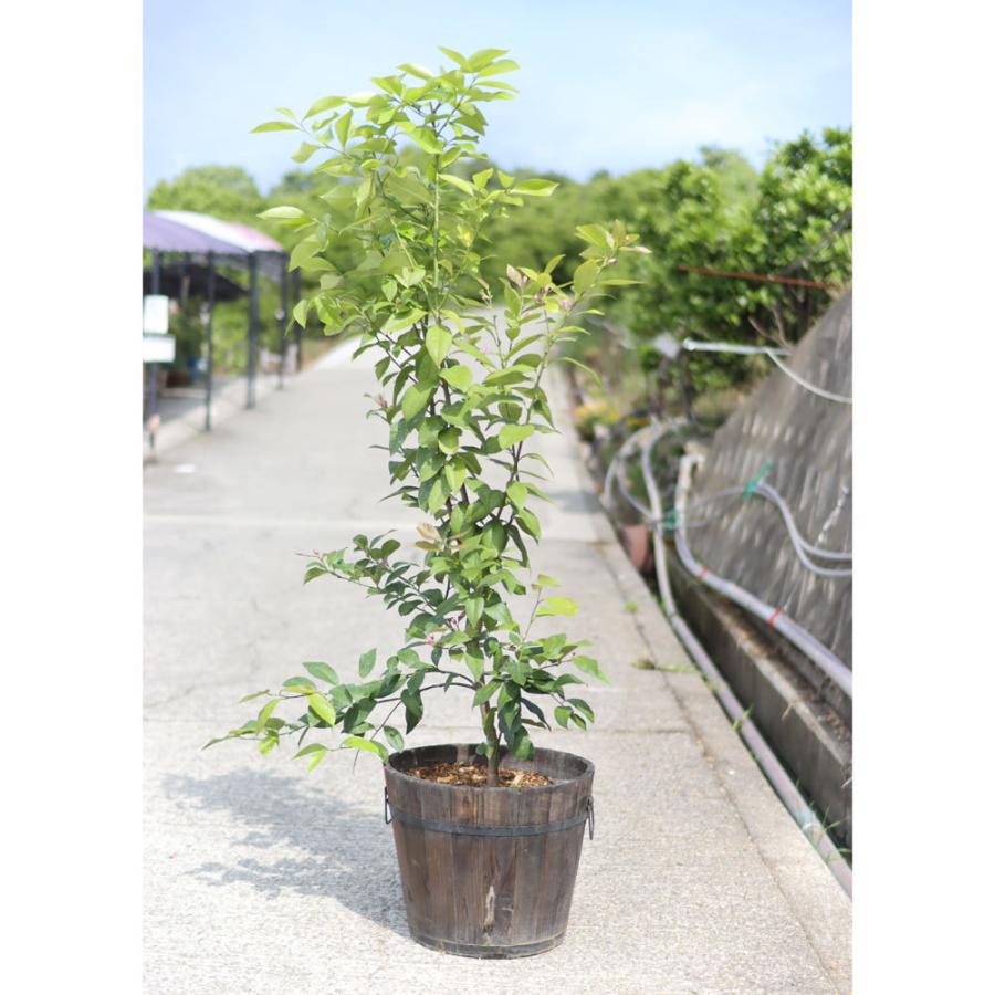 ブランド 観音山レモンツリー 120cmサイズ 木製鉢入りレモンの樹 観音山フルーツガーデン 送料無料 包装不可 【Z2456981642】(12870円)