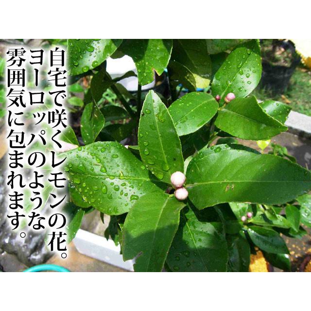 ブランド 観音山レモンツリー 120cmサイズ 木製鉢入りレモンの樹 観音山フルーツガーデン 送料無料 包装不可 【Z2456981642】(12870円)