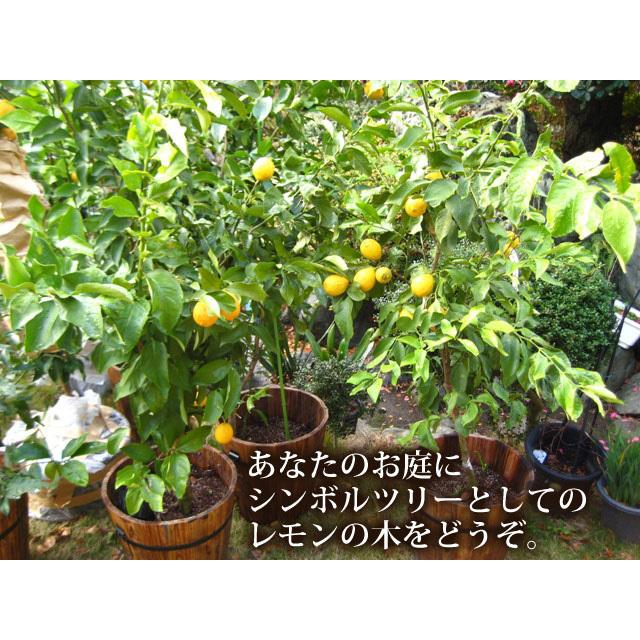 ブランド 観音山レモンツリー 120cmサイズ 木製鉢入りレモンの樹 観音山フルーツガーデン 送料無料 包装不可 【Z2456981642】(12870円)