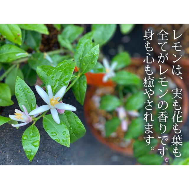 ブランド 観音山レモンツリー 120cmサイズ 木製鉢入りレモンの樹 観音山フルーツガーデン 送料無料 包装不可 【Z2456981642】(12870円)