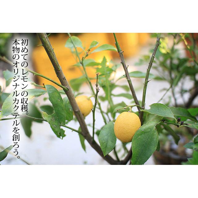 ブランド 観音山レモンツリー 120cmサイズ 木製鉢入りレモンの樹 観音山フルーツガーデン 送料無料 包装不可 【Z2456981642】(12870円)