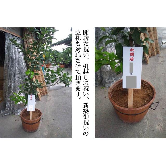 ブランド 観音山レモンツリー 120cmサイズ 木製鉢入りレモンの樹 観音山フルーツガーデン 送料無料 包装不可 【Z2456981642】(12870円)