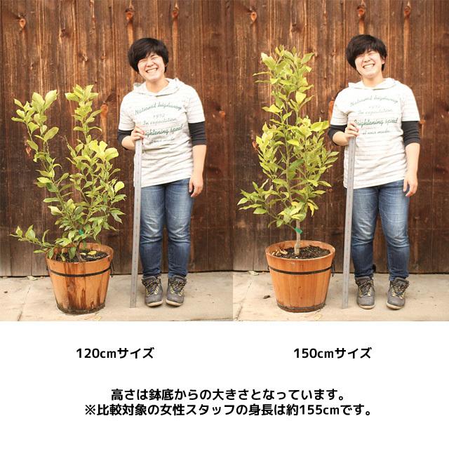 ブランド 観音山レモンツリー 120cmサイズ 木製鉢入りレモンの樹 観音山フルーツガーデン 送料無料 包装不可 【Z2456981642】(12870円)