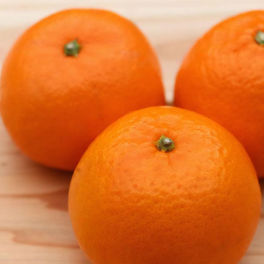 津之望 （つののぞみ） 霜降りみかん A級 4kg ノーワックス・ノー防腐