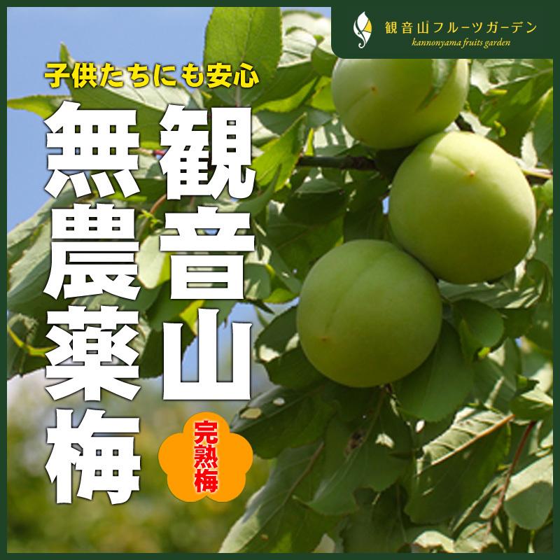 無農薬無肥料の梅 10kg 完熟梅 和歌山県産 観音山フルーツガーデン 