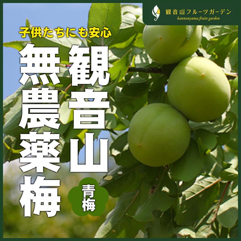 無農薬無肥料の梅 8kg 青梅 和歌山県産 観音山フルーツガーデン 送料