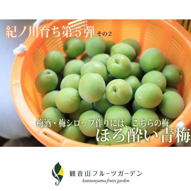 青梅（本場紀州産） A級 8kg 和歌山県産 観音山フルーツガーデン 送料