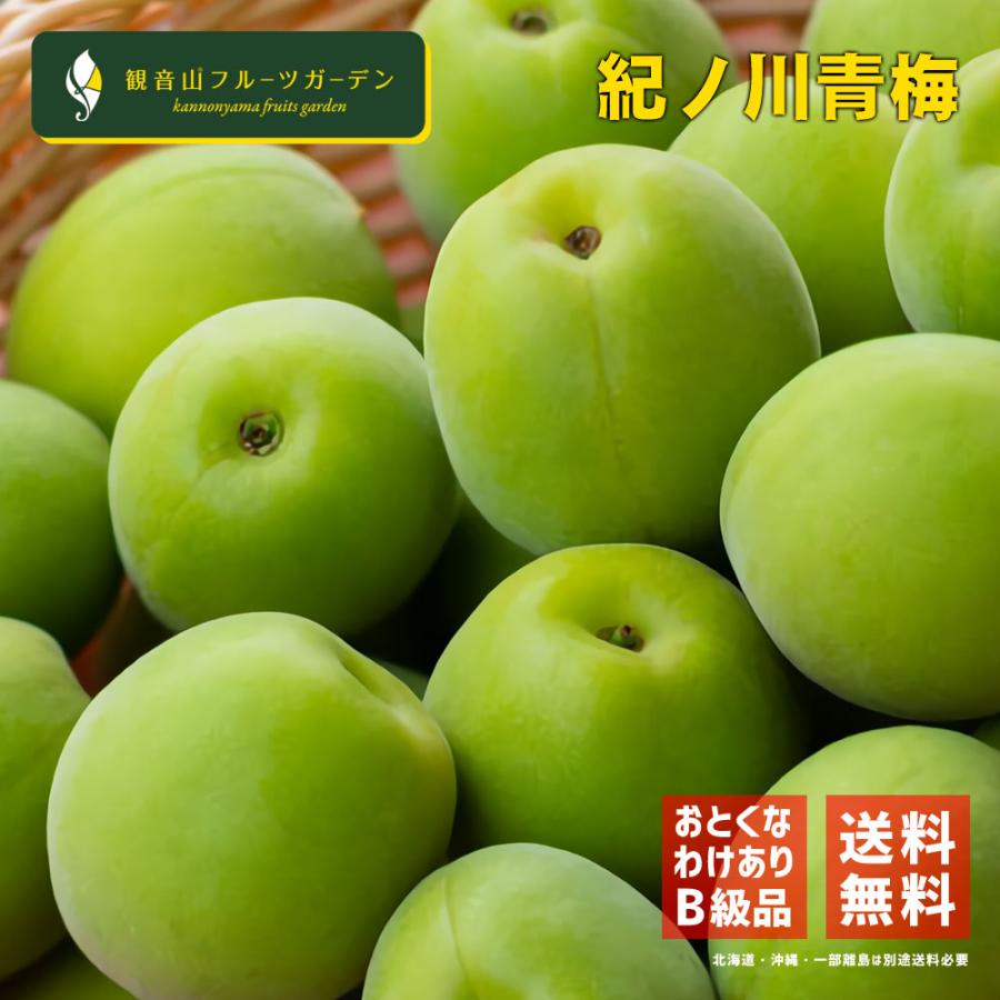 青梅（本場紀州産） B級 3kg 和歌山県産 観音山フルーツガーデン 送料