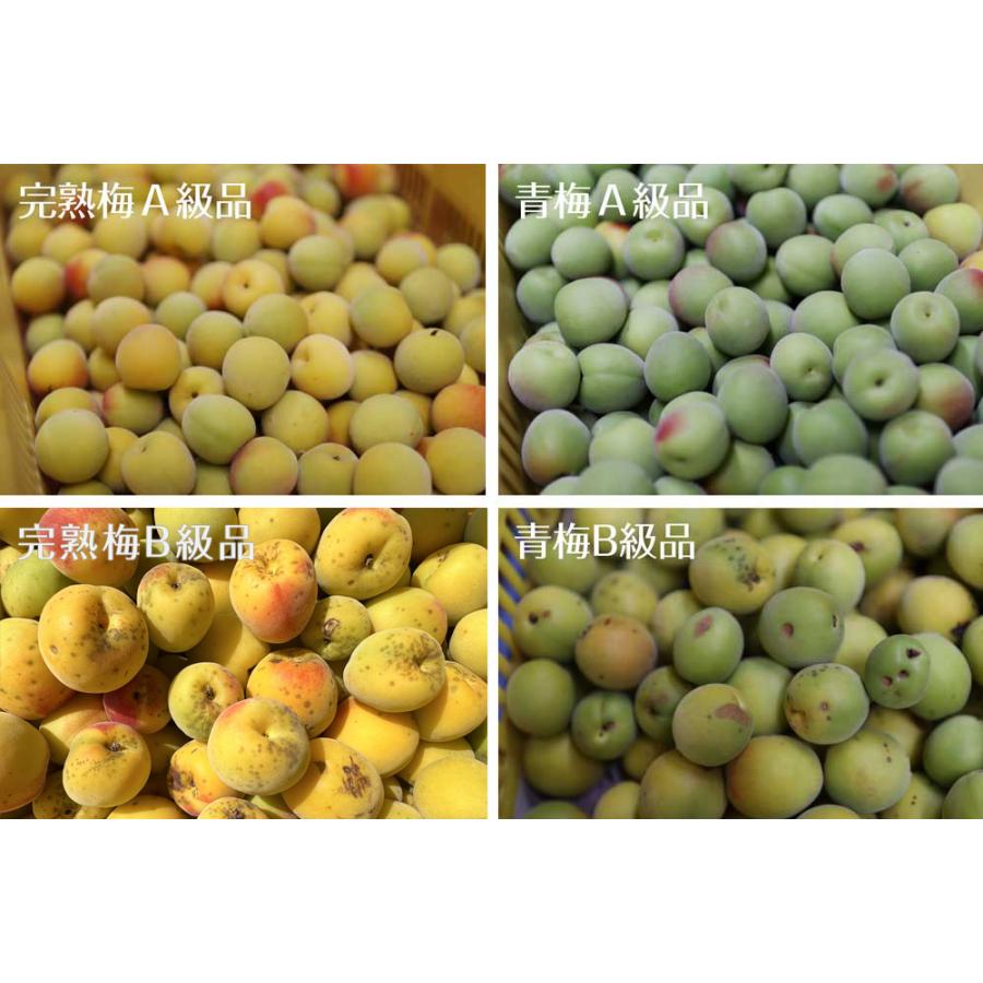 完熟梅（本場紀州産） B級 8kg 和歌山県産 観音山フルーツ