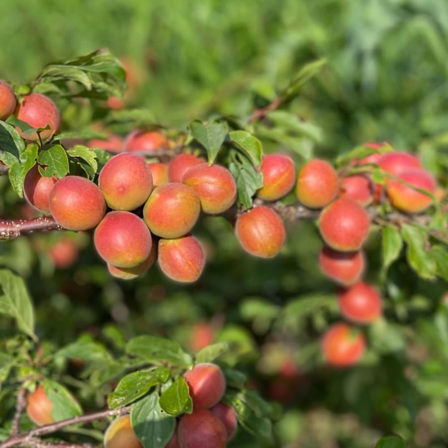 露茜（つゆあかね） 冷凍 AB混合 梅とすももの交配種 1kg 和歌山県産