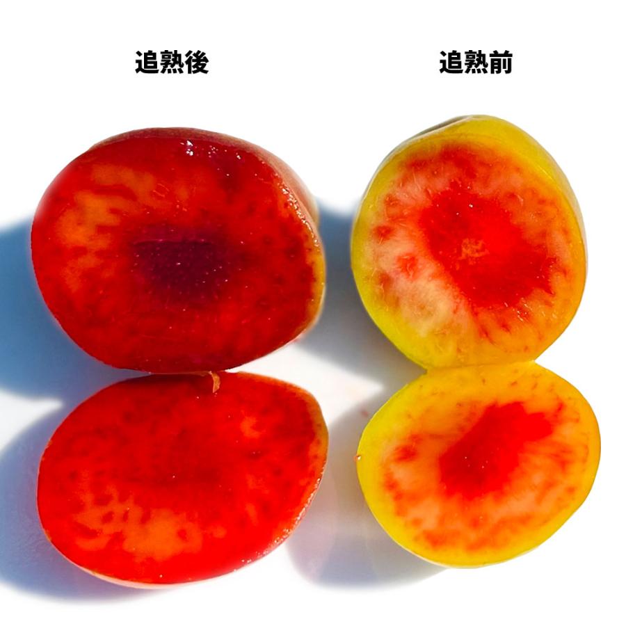 和歌山県紀南産　露茜5㎏ 秀、優品　2L-L 和歌山県紀南産 露茜5㎏ 秀、優品 2L-L