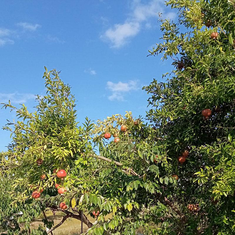 冷凍ざくろ C級品 大変希少な国産ザクロ 1kg 和歌山 観音山フルーツ