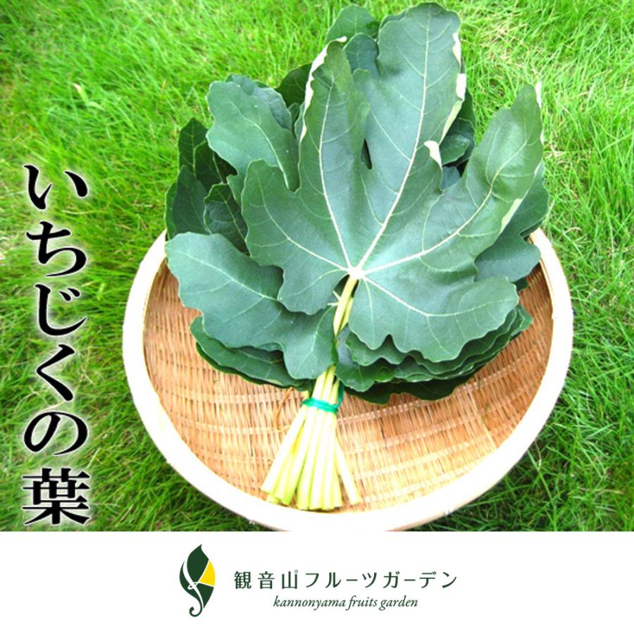 イチジクの葉 0枚 観音山フルーツガーデン Ichijikuha0 観音山フルーツガーデン 通販 Yahoo ショッピング