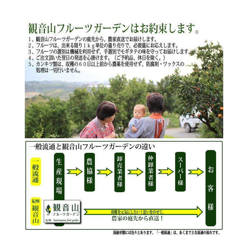 観音山清見オレンジ おてんば娘 B級品 割引も実施中 1kg 和歌山 予約商品 観音山フルーツガーデン