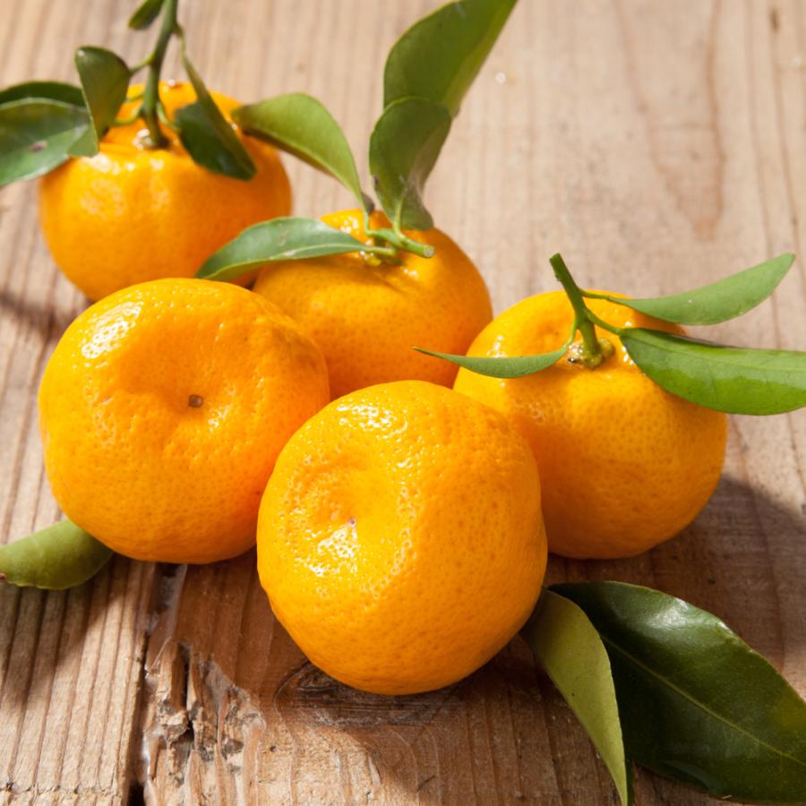 橘 （たちばな） 非時香果 観音山フルーツガーデン : 観音山フルーツ