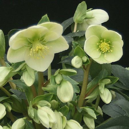 いち クリスマスローズ 小苗 セット Ruui様専用 クリスマスローズ 小苗 セット 種 クリスマスローズ 苗」の