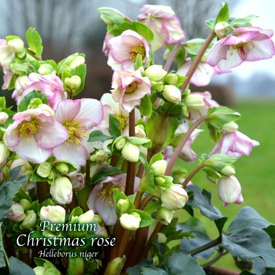 高級品種・冬咲きクリスマスローズ　Ice N'roses 氷の薔薇 ピコティー　13.5cmポット1苗（2年生苗）｜kanosha