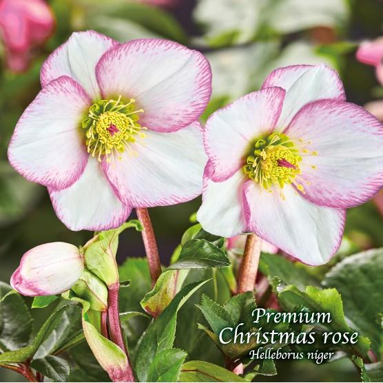 高級品種・冬咲きクリスマスローズ Ice N'roses 氷の薔薇 ピコティー