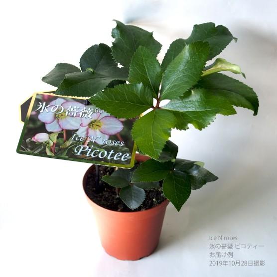 高級品種・冬咲きクリスマスローズ Ice N'roses 氷の薔薇 ピコティー