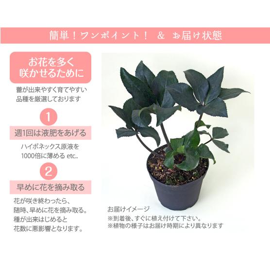 nico クリスマスローズ 小苗 SDノスタルジア セルフ 1苗 楽天市場】クリスマスローズ 緑色系 （実生小苗） : おぎはら植物園