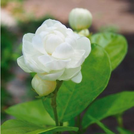 ジャスミン大苗3 5号 八重咲きマツリカ ジェイド 1苗 Fs 07 花農舎ヤフー店 通販 Yahoo ショッピング