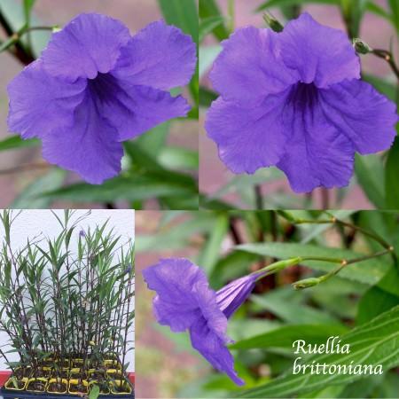 （2苗）ルエリアパープルシャワー9cmポット | 