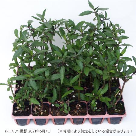 （2苗）ルエリアパープルシャワー9cmポット |  | 01