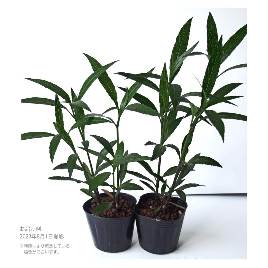 （2苗）ルエリアパープルシャワー9cmポット |  | 02