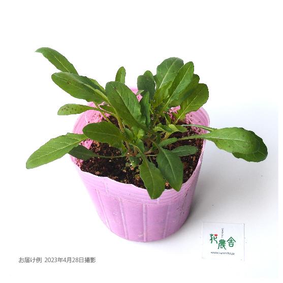 桃花 昼咲き月見草 9cmポット 1苗 |  | 01