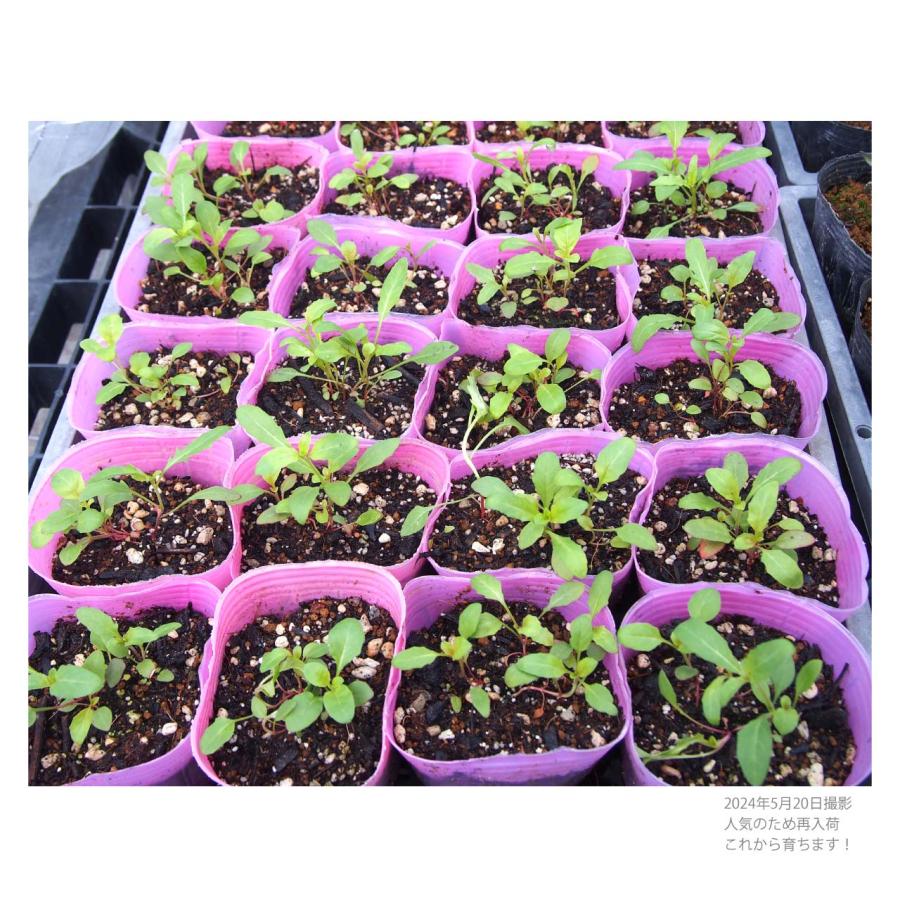 桃花 昼咲き月見草 9cmポット 2苗 |  | 02