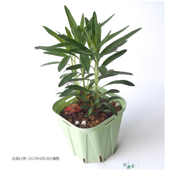 黄花 昼咲き月見草 大苗 10.5cmポット 1苗 |  | 01