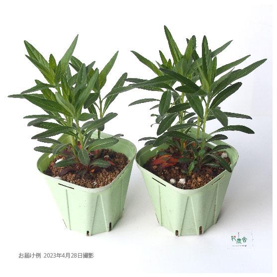 黄花 昼咲き月見草 大苗 10.5cmポット 2苗 |  | 01