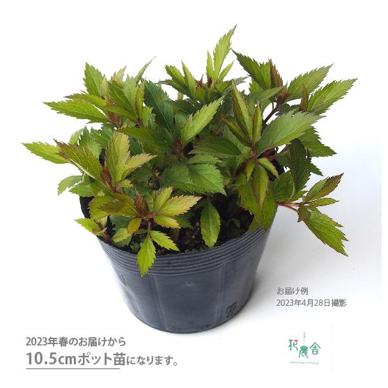 フジバカマ大苗 10.5cmポット1苗 |  | 01