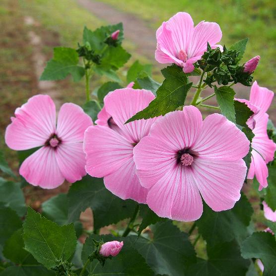 ラバテラ(花アオイ）　9cmポット1苗 | 