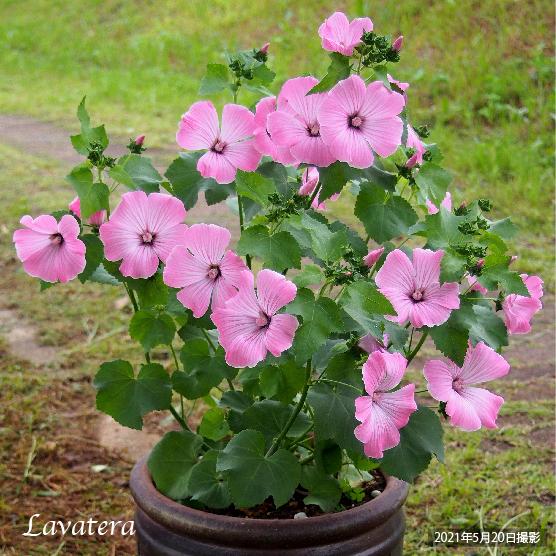 ラバテラ(花アオイ）　9cmポット1苗 |  | 01